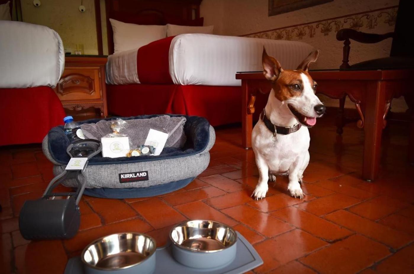 Standard Double Dog Friendly,1706821192:JPEG